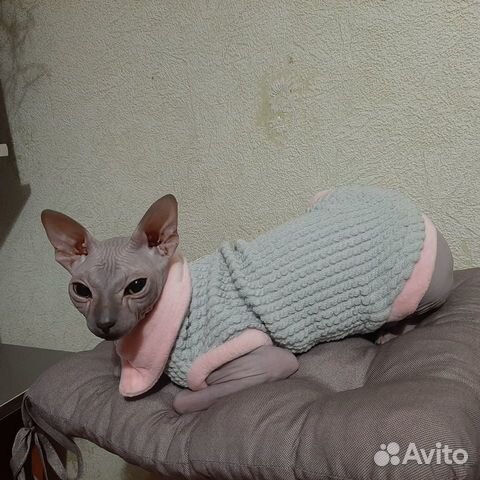 Ищем кота для вязки купить на Зозу.ру - фотография № 2