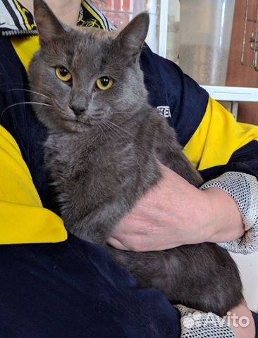 Котик в добрые руки