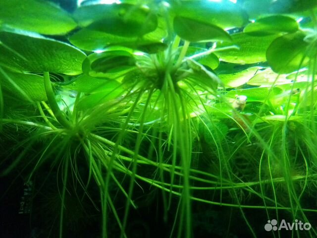 Продам аквариумное растение лимнобиум купить на Зозу.ру - фотография № 1