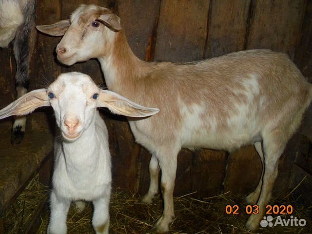 Нубийские козы купить на Зозу.ру - фотография № 2
