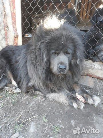 Продам щенков Тибетского мастифа купить на Зозу.ру - фотография № 1