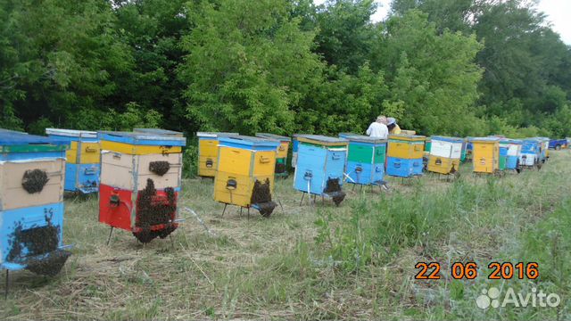Пчеломатки из Белоруссии купить на Зозу.ру - фотография № 1