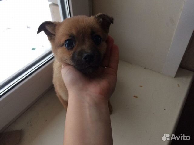 Очень маленькая собачка купить на Зозу.ру - фотография № 2