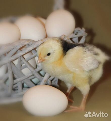 Инкубационное яйцо Пушкинских кур купить на Зозу.ру - фотография № 8