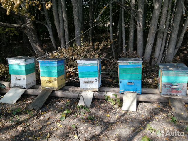 Пчелы, улья купить на Зозу.ру - фотография № 4