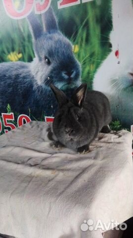 Кролики разных мясных пород купить на Зозу.ру - фотография № 10
