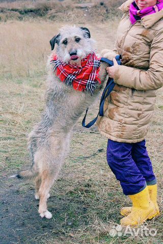 Бородатик собака Тоша в добрые руки купить на Зозу.ру - фотография № 5