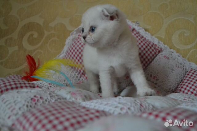 Милые котятки купить на Зозу.ру - фотография № 2