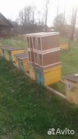 Пчелопакеты 2020 купить на Зозу.ру - фотография № 1