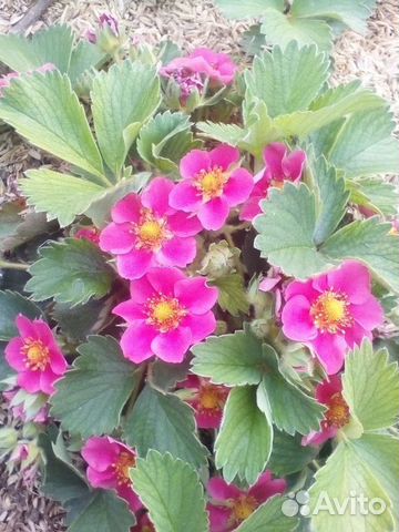 Ремонтантная Клубника Розовая панда (Pink Panda)