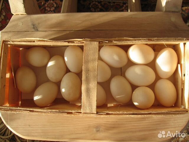 Инкубационное яйцо башкирской утки купить на Зозу.ру - фотография № 2
