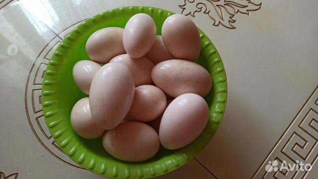 Яйца инкубационные гусинные купить на Зозу.ру - фотография № 1