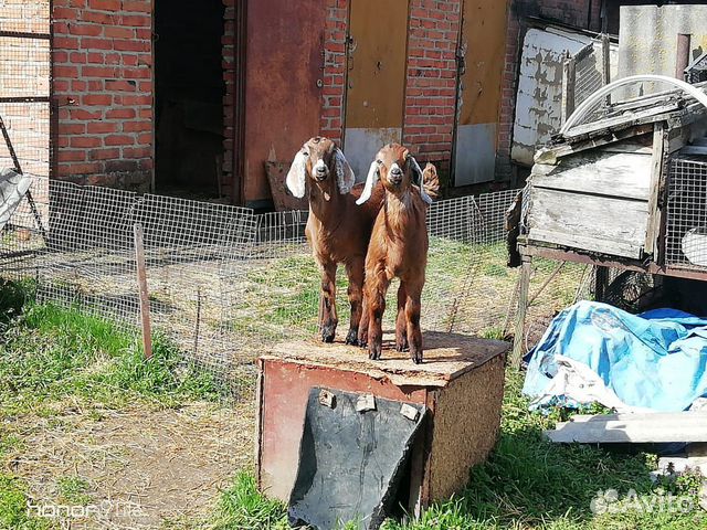 Нубийские козлята купить на Зозу.ру - фотография № 2