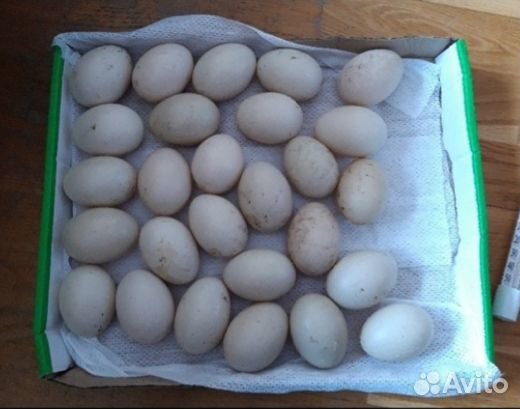 Инкубационное яйцо индоутки купить на Зозу.ру - фотография № 10