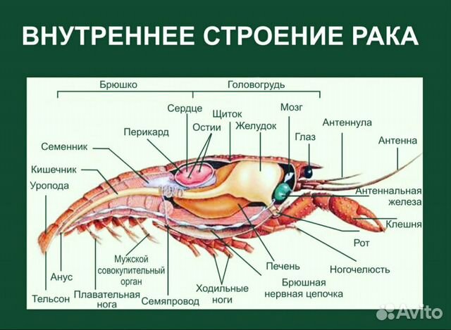 Раки живые Раки вареные. Российская 708