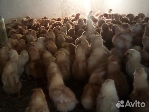 Продаю цыплят несушки красной,породы "Ломан Браун" купить на Зозу.ру - фотография № 3