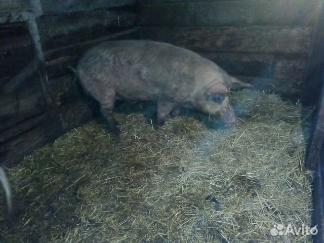 Стадо свиней купить на Зозу.ру - фотография № 1
