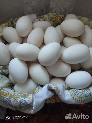 Яйца гусиные на инкубатор купить на Зозу.ру - фотография № 1