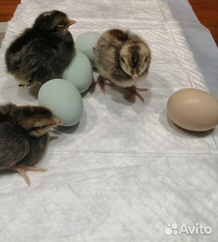 Цыплята легбара (инкубационные яйца) купить на Зозу.ру - фотография № 1