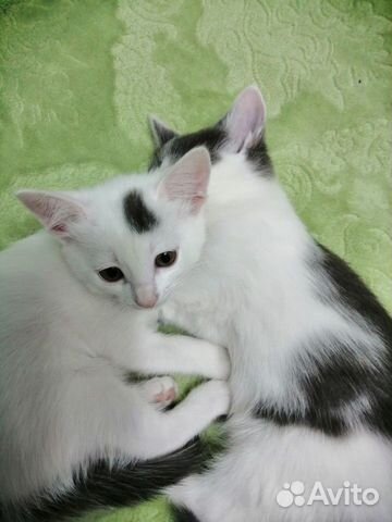 Котята девочки от желтоглазой кошки мышеловки. Куш купить на Зозу.ру - фотография № 2