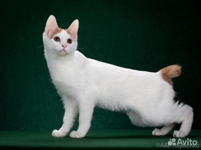 Котик японский бобтейл
