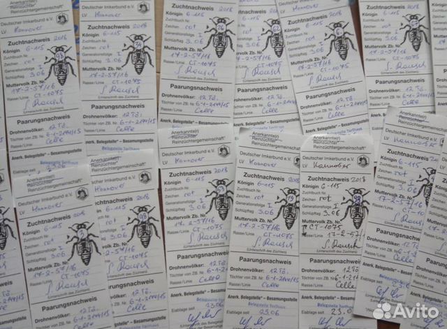 Пчелы,пчелопакеты 2020 купить на Зозу.ру - фотография № 3