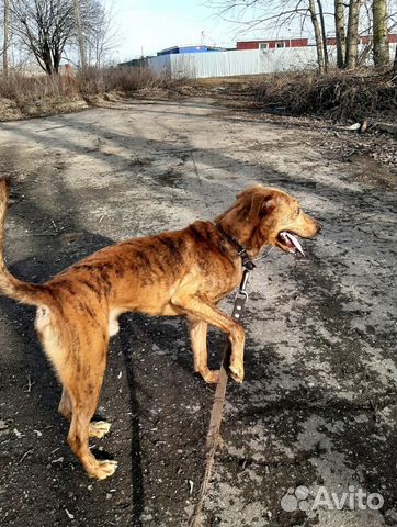Брут. Брутальный собакен в добрые руки