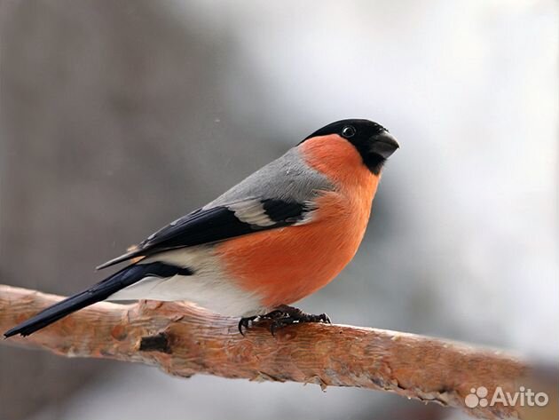 Птицы Похожие На Снегирей Фото