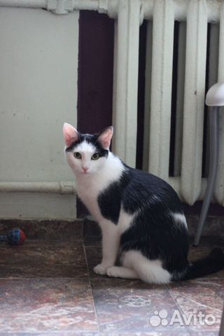 Кошечка Данная Кошечка Данная