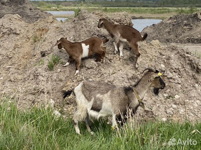 Козлики от нубийской козы купить на Зозу.ру - фотография № 6