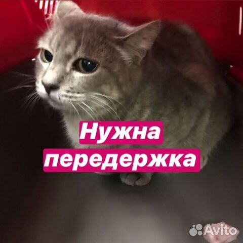 Дымчатая красавица-кошечка Плюша в добрые руки Дымчатая красавица-кошечка Плюша в добрые руки