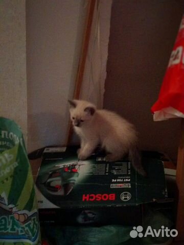 Котята