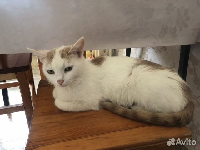 Кошечка ищет дом