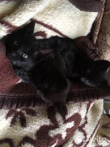 Котята Котята