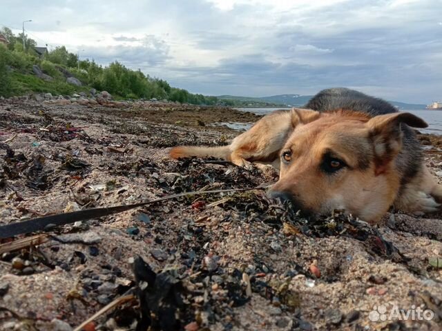Малыш мечтает стать домашним