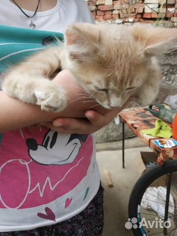 Котенок в доьрые руки Котенок в доьрые руки