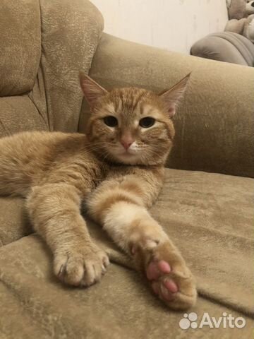Котик Локи Котик Локи