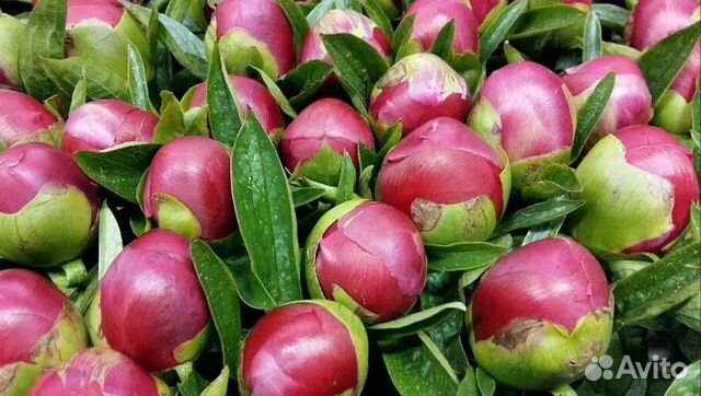 Пионы Пионы