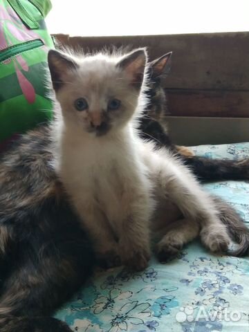 Отдадим котёнка в добрые руки Отдадим котёнка в добрые руки