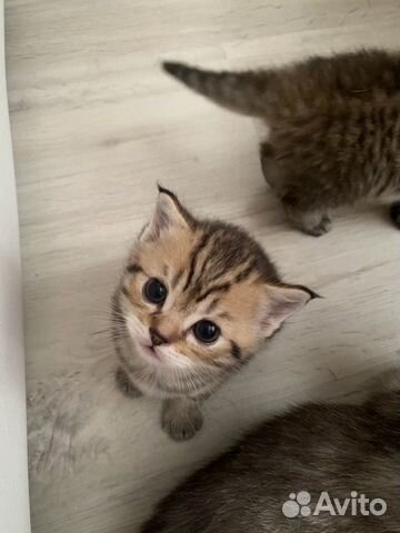 Шотландские котята Шотландские котята