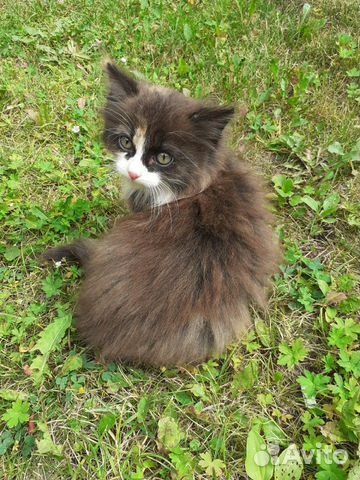 Котята 2 месяца