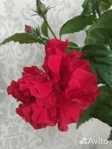 Гибискус махровый красный