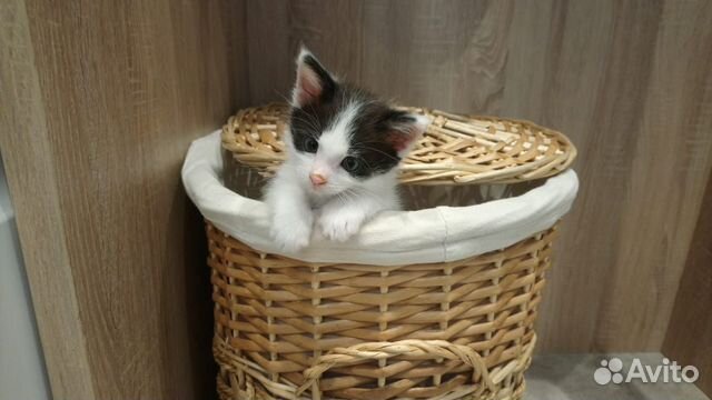 Замечательный котёнок в дар, 1,5 мес Замечательный котёнок в дар, 1,5 мес