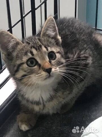 Котенок девочка в добрые руки Котенок девочка в добрые руки