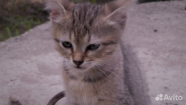 Котята метисы скоттиш страйт
