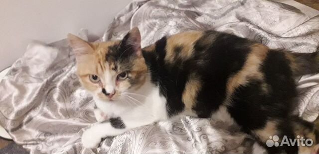 Кошка Кошка