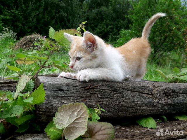 Котенок в добрые руки