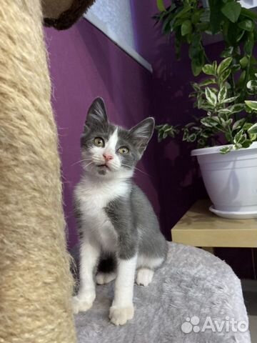 Котенок в добрые руки Котенок в добрые руки