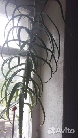 Алоэ