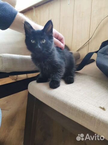 Котенка в добрые руки